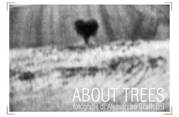 Alessandro Scattolini - About Trees